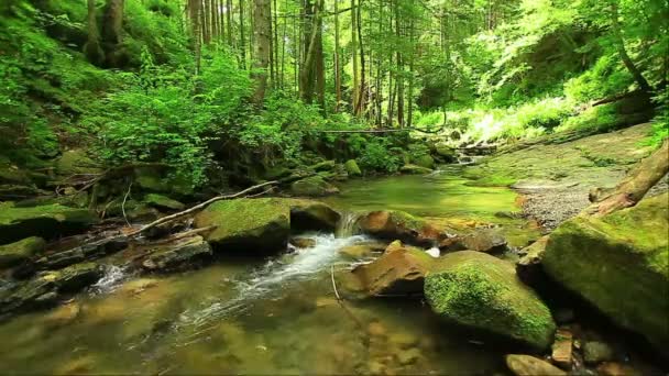Ruisseau dans les bois