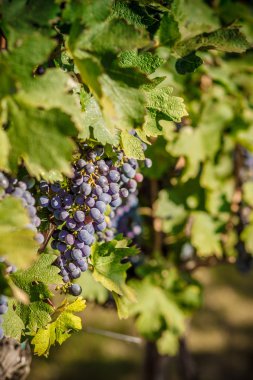 Yeşil bir asma üzüm üzüm demet