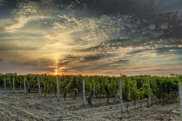 Виноградник на заході сонця — стокове фото