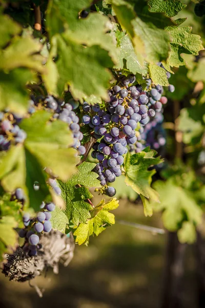 Vinha cacho de uvas — Fotografia de Stock