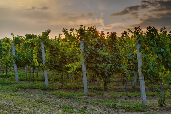 Rijen van wijnstokken — Stockfoto