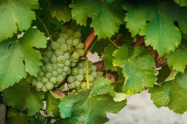 Vignoble Bouquet de raisins — Photo