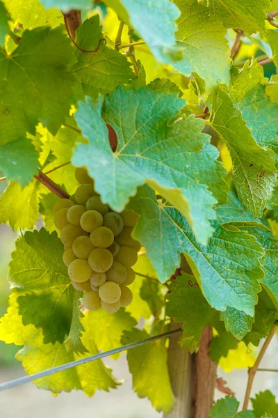 Виноградник збирає виноград на зеленій лозі — стокове фото