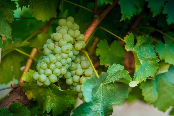 Vinha cacho de uvas em uma videira verde — Fotografia de Stock