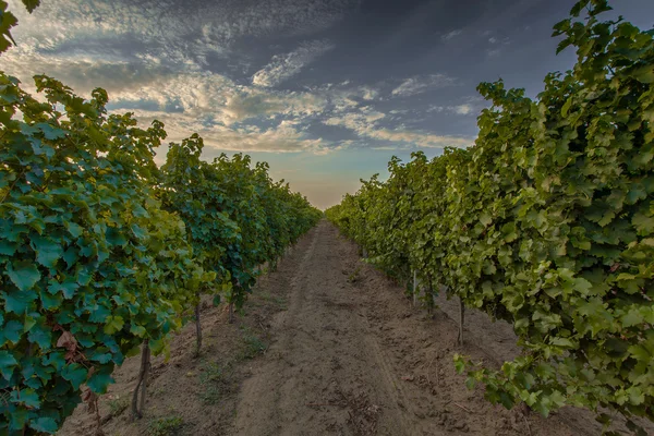 Rangées de vignes — Photo