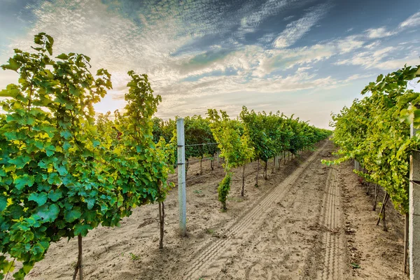 satır Vines