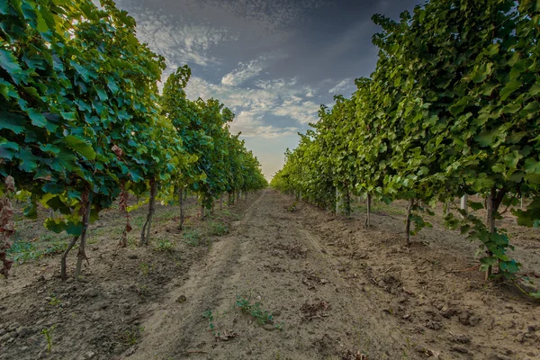 Viñedo — Foto de Stock