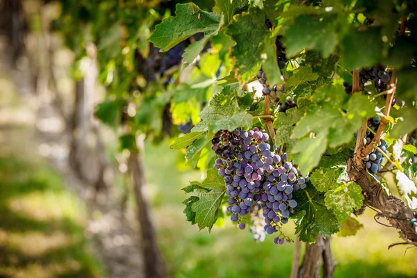 Vignoble Bouquet de raisins — Photo