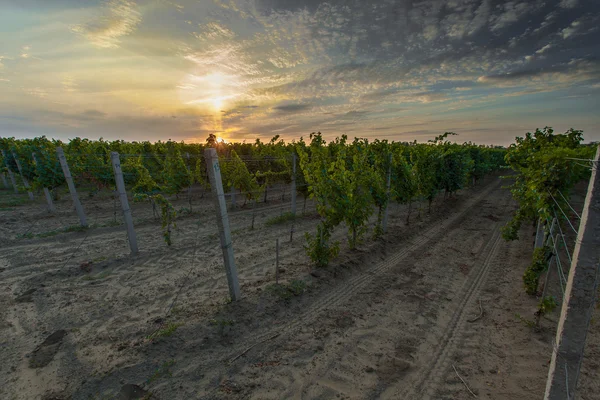 Wijngaard bij zonsondergang — Stockfoto