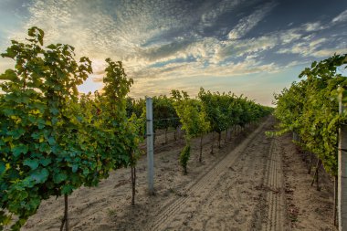 satır Vines