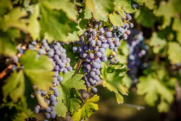 Vinha cacho de uvas em uma videira verde — Fotografia de Stock