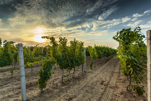 Weintrauben im Weinberg — Stockfoto