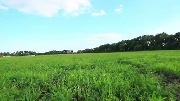 Velho campo de feno — Vídeo de Stock