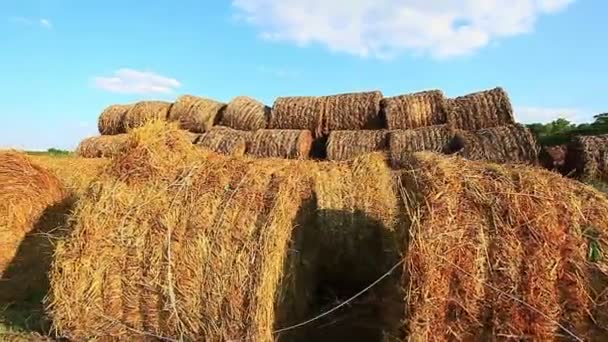 Paja en el campo — Vídeo de stock