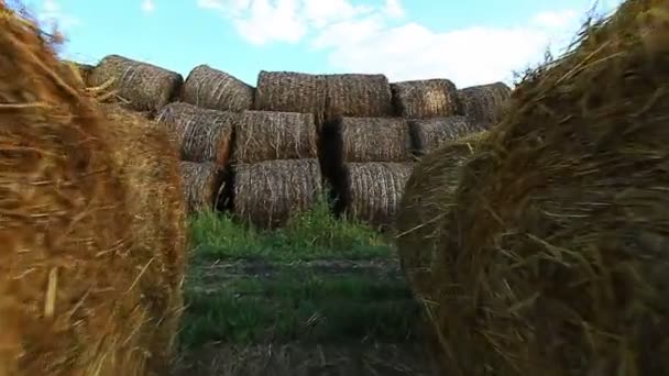 Hay field — Stock Video