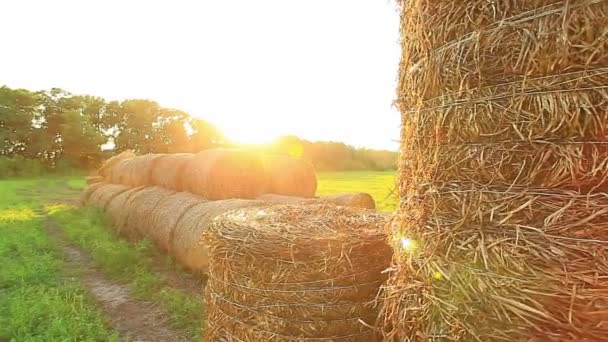 Hay field — Stock Video