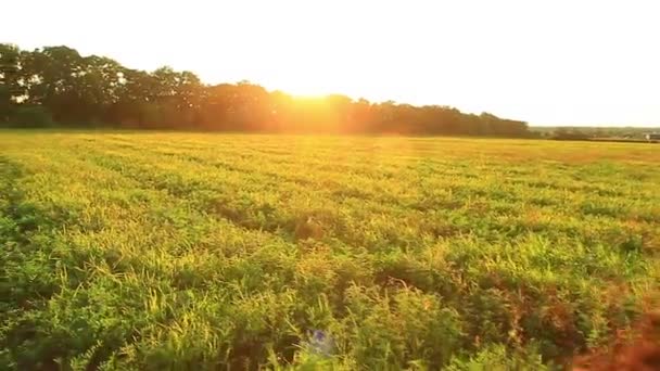 Palha no campo — Vídeo de Stock