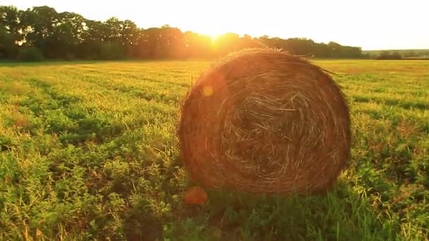 Bale of hay in the field — Stock Video