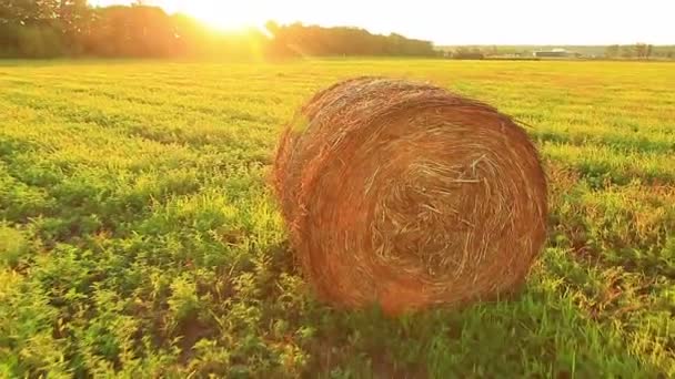 フィールドでの収穫 — ストック動画