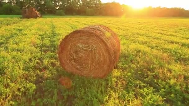 干し草のフィールド — ストック動画