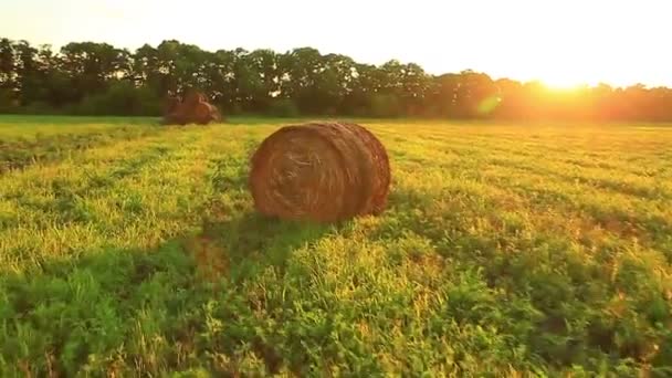 Bir alanda hasat — Stok video
