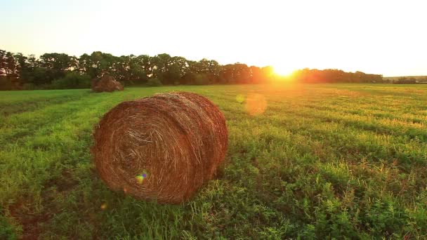 Campo di fieno — Video Stock