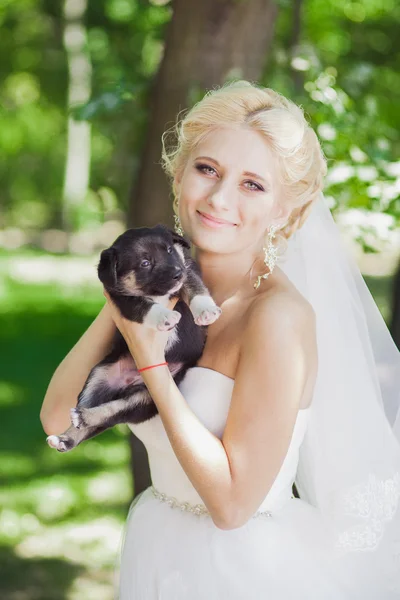 犬と花嫁 — ストック写真