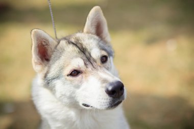 Siberian dış yapraklar