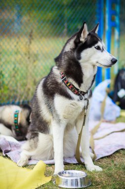 Siberian dış yapraklar