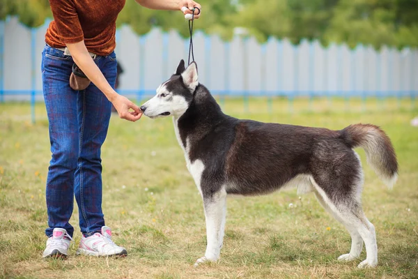 Навчання Huskies — стокове фото