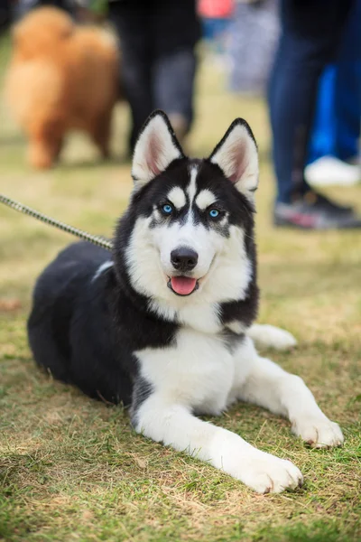 頭のハスキー犬の訓練 — ストック写真