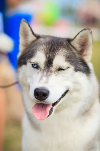 Entrenamiento Huskies —  Fotos de Stock