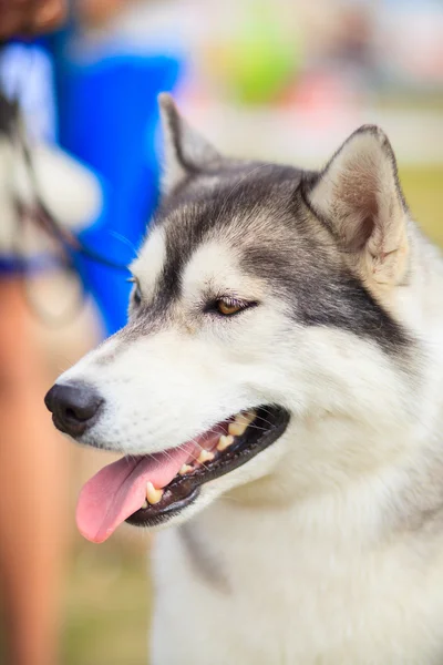 Huskies cervatillos —  Fotos de Stock