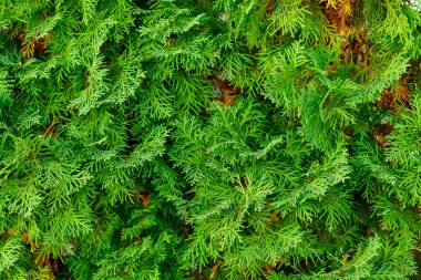 Mazı (bitki) iğneler iğneler doku