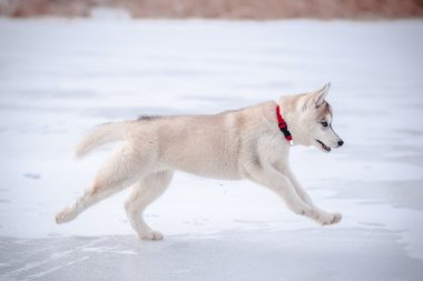 kar üzerinde Husky yavrusu