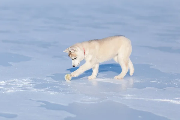 Filhote de cachorro brincando na neve — Fotografia de Stock