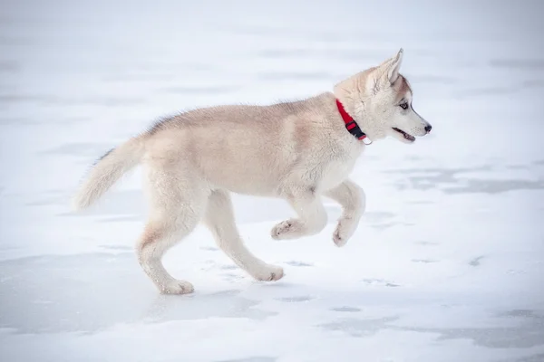 Husky štěně běží sníh — Stock fotografie