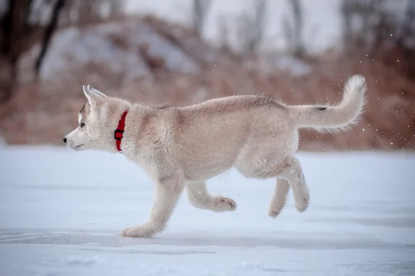 雪の中で遊んでいる子犬 — ストック写真