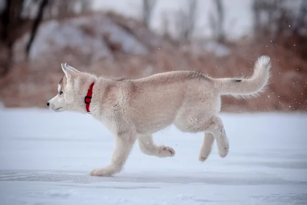 Cachorro jugando en la nieve —  Fotos de Stock