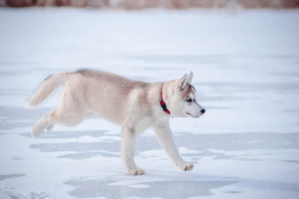 Sibiřský husky štěně — Stock fotografie