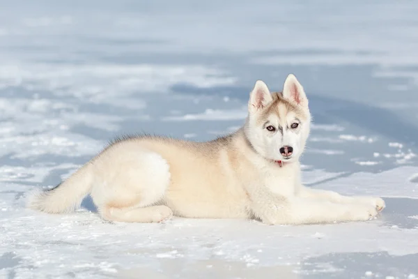 Karda oynayan köpek — Stok fotoğraf