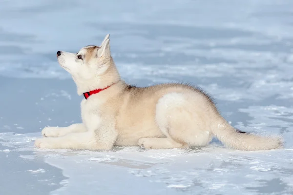 Husky lying in the snow — Stock Photo, Image