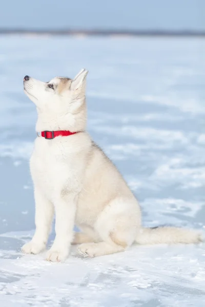 Husky sentado na neve — Fotografia de Stock