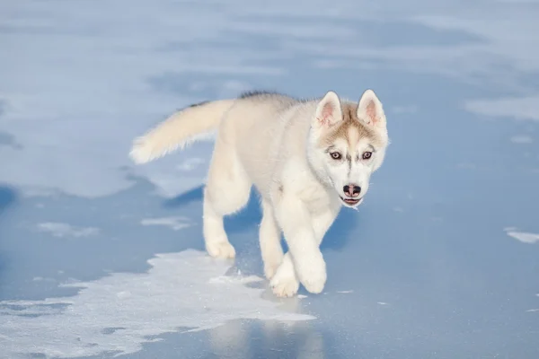 Husky cachorro corre na neve — Fotografia de Stock