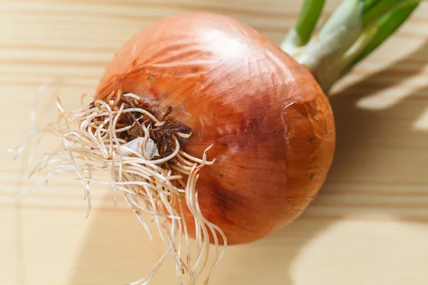 Sprouting onion table — Stock Photo, Image