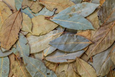 Defne yaprağı yeşil