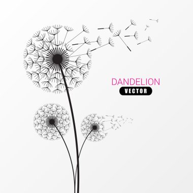 Karahindiba siluet. Karahindiba tomurcukları uçan. Modern tasarım. Vect