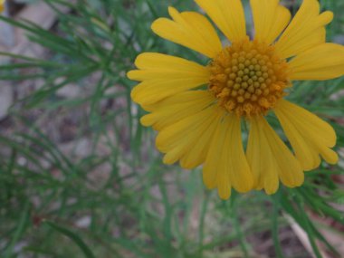 Flor de manzanilla, Manzanilla çiçeği