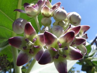 Yabani çiçek, tropik çiçeklerden. 