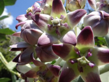 Yabani çiçek, tropik çiçeklerden. 